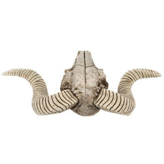 Wall Hanging Animal Skull Ornament