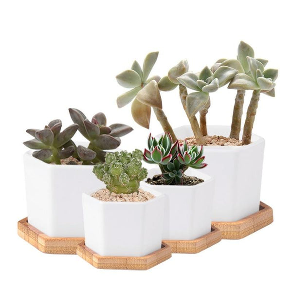 Bamboo Base Plates for Succulents Pots